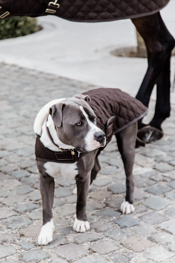 Kentucky Dog Coat - Brown