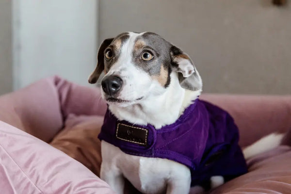 Kentucky Dog Coat - Royal Purple