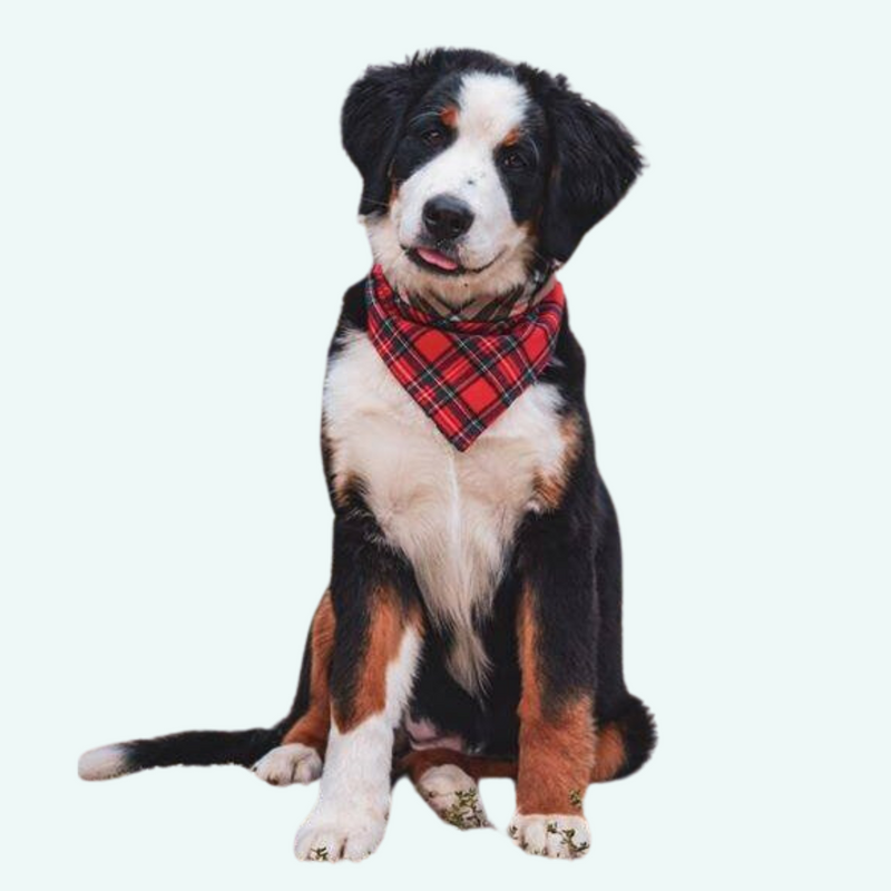 Funky Dog Reversible Bandana - Brown Check/RedTartan