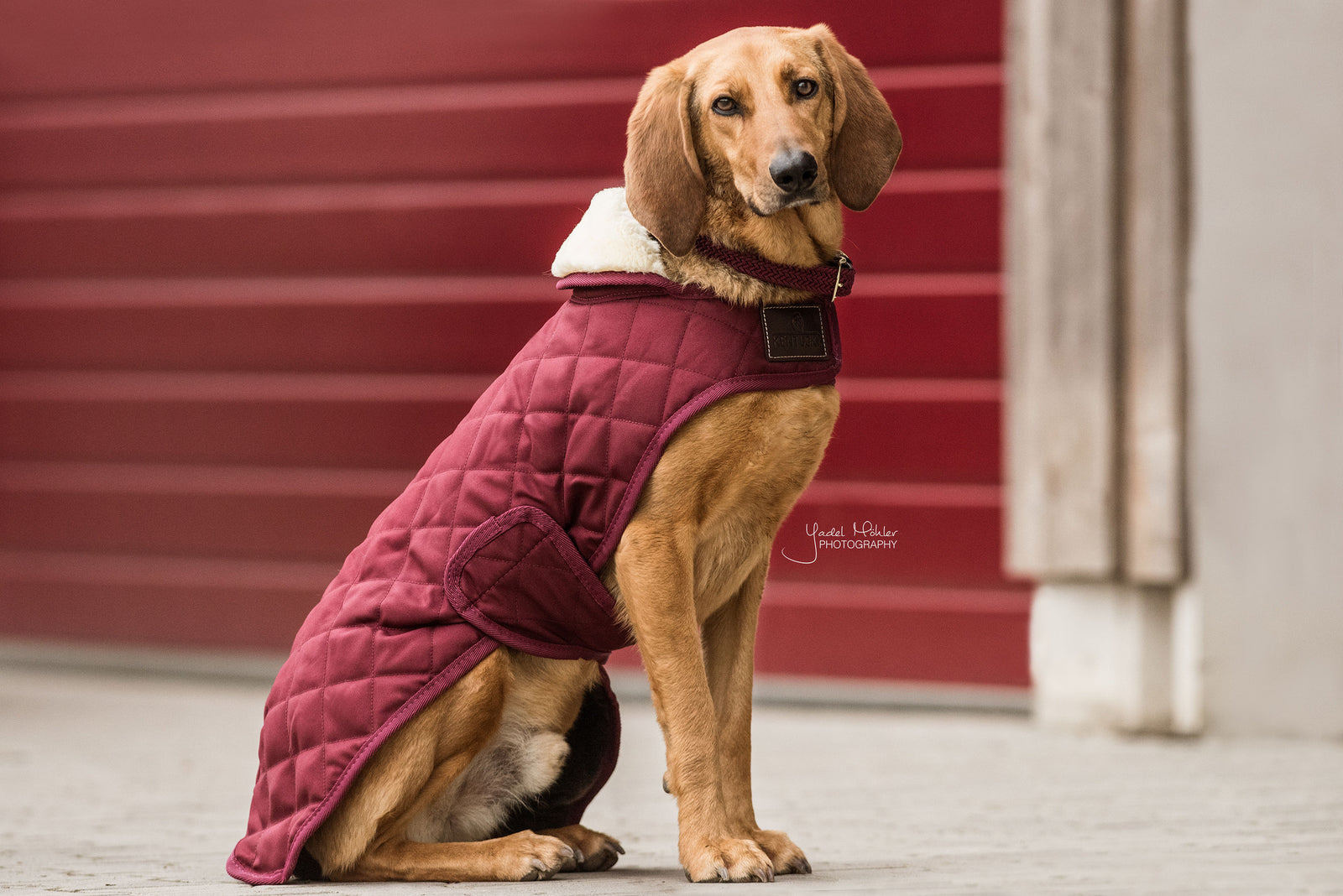 Eddie bauer quilted dog coat hotsell